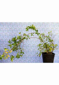 Un árbol medicinal y nativo del sur de Chile y Argentina, conocido por su fruto, una pequeña baya comestible de color morado intenso, con propiedades antioxidantes. Árbol perennifolio que puede alcanzar hasta 5 metros de altura. Sus hojas son ovadas, de color verde intenso, con bordes aserrados y peciolos rojizos. Florece en primavera con pequeñas flores blanquecinas.