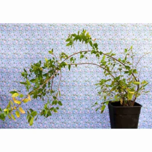 Un árbol medicinal y nativo del sur de Chile y Argentina, conocido por su fruto, una pequeña baya comestible de color morado intenso, con propiedades antioxidantes. Árbol perennifolio que puede alcanzar hasta 5 metros de altura. Sus hojas son ovadas, de color verde intenso, con bordes aserrados y peciolos rojizos. Florece en primavera con pequeñas flores blanquecinas.