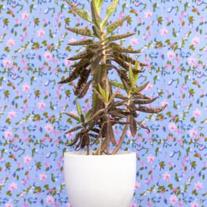 Kalanchoe daigremontiana