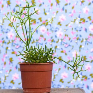 Rhipsalis cereuscula