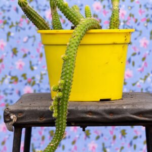 Echinopsis chamaecereus