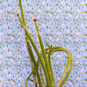 Aporocactus Flagelliformis