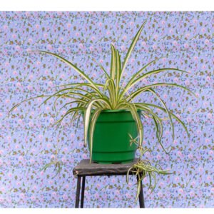 Chlorophytum comosum