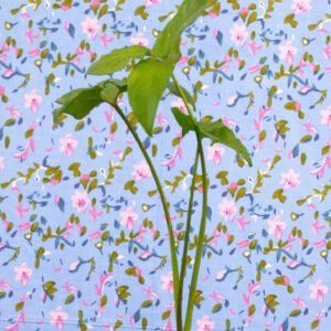 Syngonium podophyllum