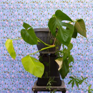 Monstera Deliciosa
