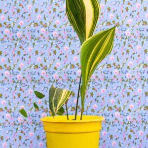 Aspidistra u orejas de burro.