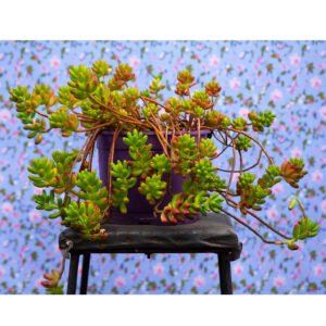 Sedum rubrotinctum